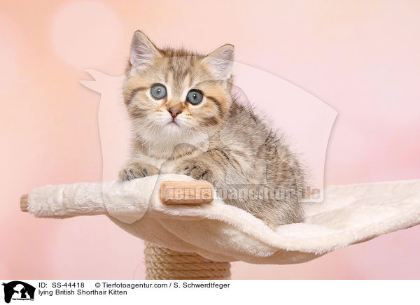 liegendes Britisch Kurzhaar Ktzchen / lying British Shorthair Kitten / SS-44418