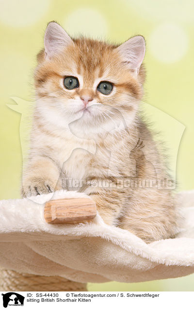 sitzendes Britisch Kurzhaar Ktzchen / sitting British Shorthair Kitten / SS-44430
