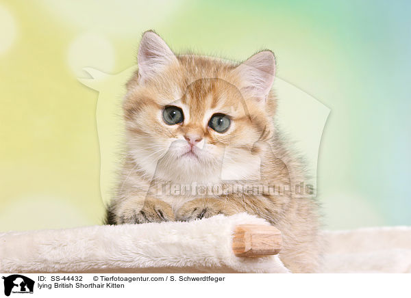 liegendes Britisch Kurzhaar Ktzchen / lying British Shorthair Kitten / SS-44432