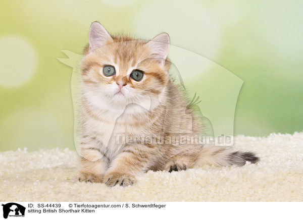 sitzendes Britisch Kurzhaar Ktzchen / sitting British Shorthair Kitten / SS-44439