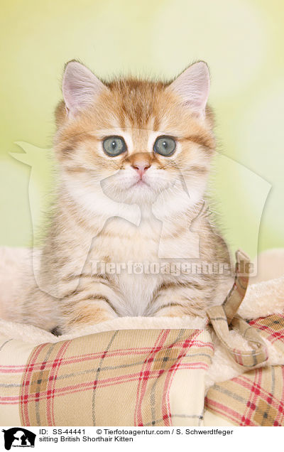 sitzendes Britisch Kurzhaar Ktzchen / sitting British Shorthair Kitten / SS-44441