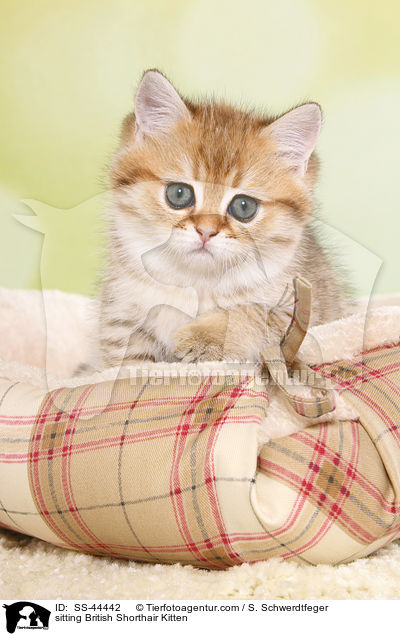 sitzendes Britisch Kurzhaar Ktzchen / sitting British Shorthair Kitten / SS-44442