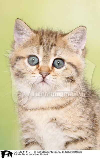 Britisch Kurzhaar Ktzchen Portrait / British Shorthair Kitten Portrait / SS-44449