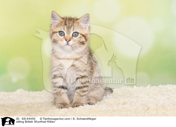 sitzendes Britisch Kurzhaar Ktzchen / sitting British Shorthair Kitten / SS-44450