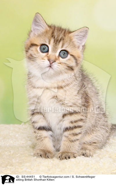 sitzendes Britisch Kurzhaar Ktzchen / sitting British Shorthair Kitten / SS-44451