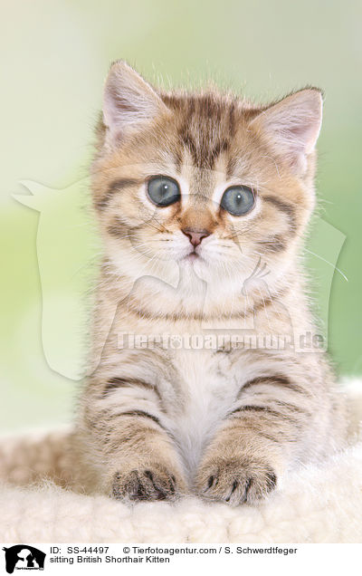sitting British Shorthair Kitten / SS-44497