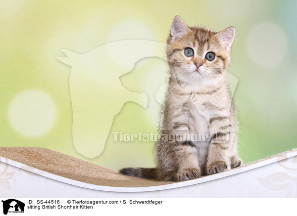 sitzendes Britisch Kurzhaar Ktzchen / sitting British Shorthair Kitten / SS-44516