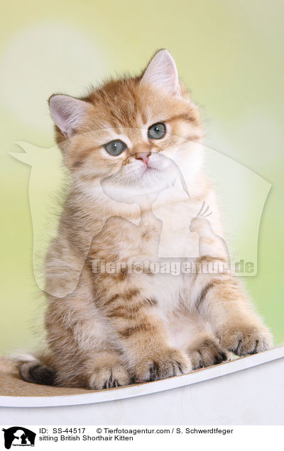 sitzendes Britisch Kurzhaar Ktzchen / sitting British Shorthair Kitten / SS-44517