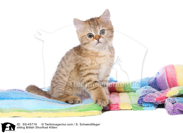 sitzendes Britisch Kurzhaar Ktzchen / sitting British Shorthair Kitten / SS-45719