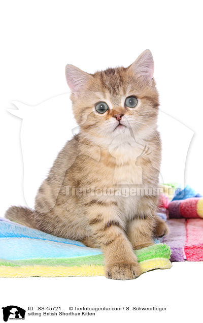 sitzendes Britisch Kurzhaar Ktzchen / sitting British Shorthair Kitten / SS-45721