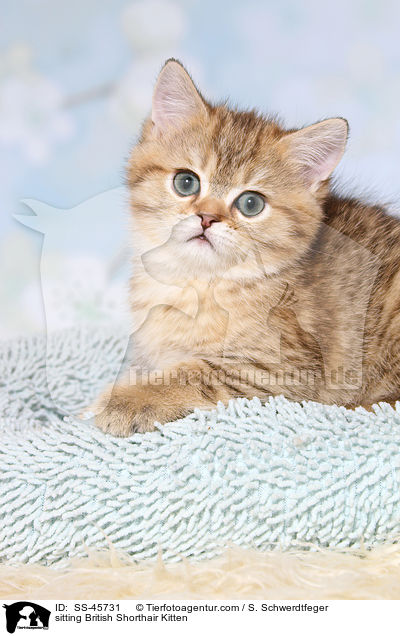 sitzendes Britisch Kurzhaar Ktzchen / sitting British Shorthair Kitten / SS-45731