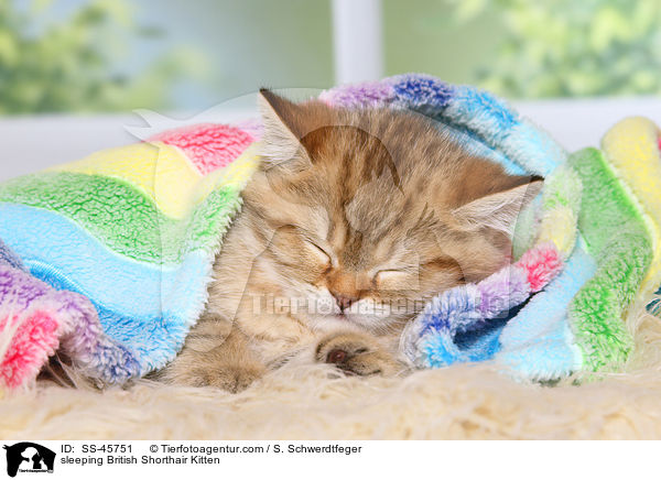 schlafendes Britisch Kurzhaar Ktzchen / sleeping British Shorthair Kitten / SS-45751
