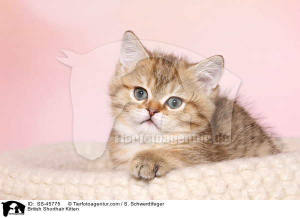 Britisch Kurzhaar Ktzchen / British Shorthair Kitten / SS-45775