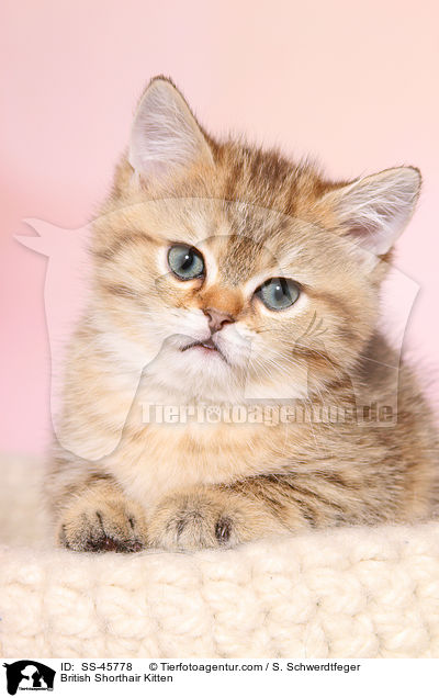 Britisch Kurzhaar Ktzchen / British Shorthair Kitten / SS-45778