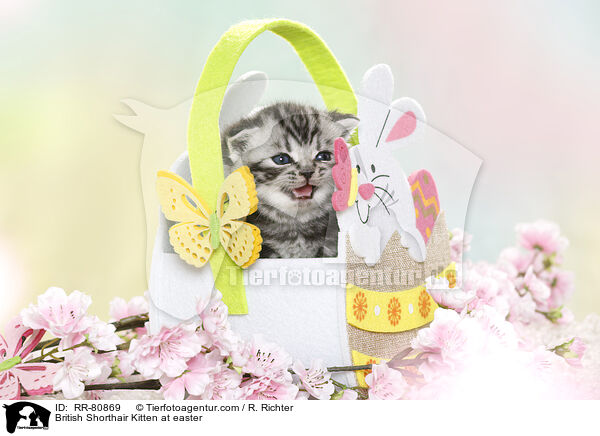 Britisch Kurzhaar Ktzchen zu Ostern / British Shorthair Kitten at easter / RR-80869