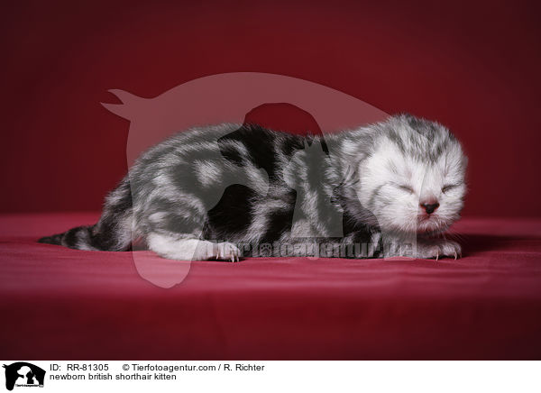 neugeborenes Britisch Kurzhaar Ktzchen / newborn british shorthair kitten / RR-81305