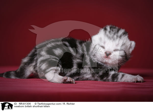 neugeborenes Britisch Kurzhaar Ktzchen / newborn british shorthair kitten / RR-81306