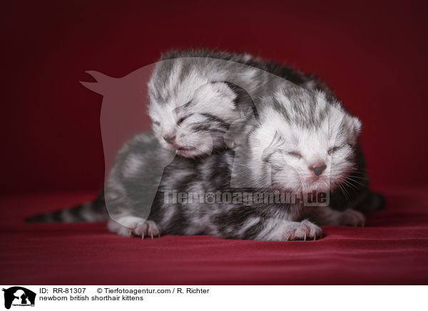 neugeborene Britisch Kurzhaar Ktzchen / newborn british shorthair kittens / RR-81307