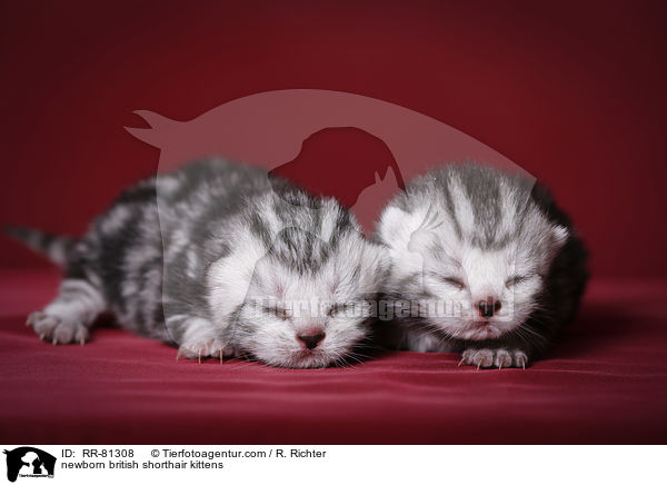 neugeborene Britisch Kurzhaar Ktzchen / newborn british shorthair kittens / RR-81308