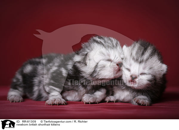 neugeborene Britisch Kurzhaar Ktzchen / newborn british shorthair kittens / RR-81309