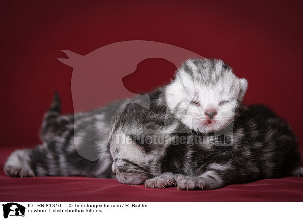 neugeborene Britisch Kurzhaar Ktzchen / newborn british shorthair kittens / RR-81310