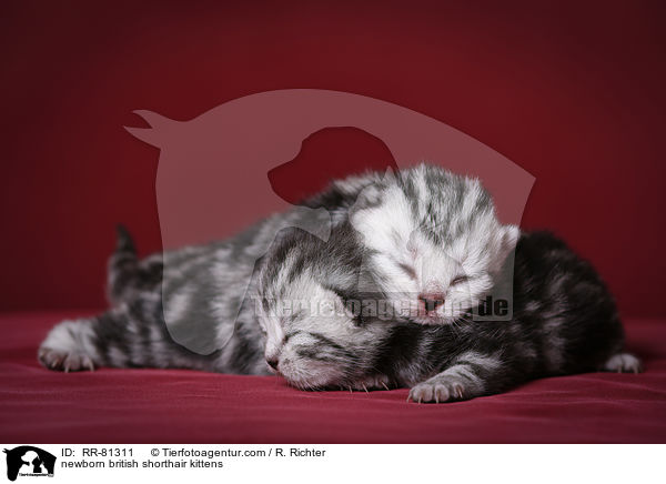 neugeborene Britisch Kurzhaar Ktzchen / newborn british shorthair kittens / RR-81311