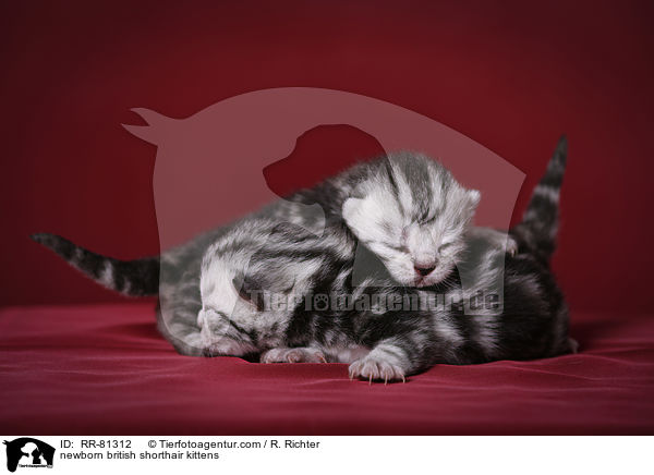 neugeborene Britisch Kurzhaar Ktzchen / newborn british shorthair kittens / RR-81312