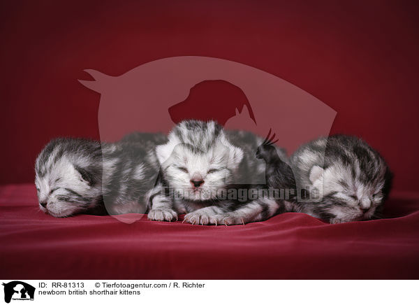 neugeborene Britisch Kurzhaar Ktzchen / newborn british shorthair kittens / RR-81313