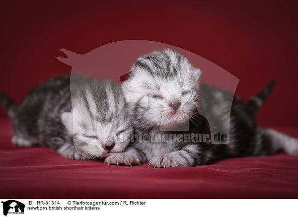 neugeborene Britisch Kurzhaar Ktzchen / newborn british shorthair kittens / RR-81314
