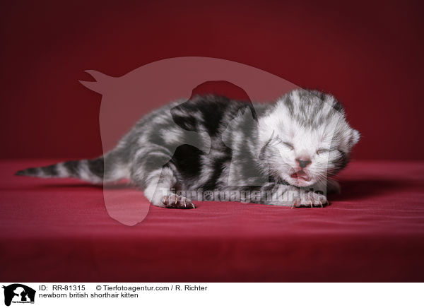 neugeborenes Britisch Kurzhaar Ktzchen / newborn british shorthair kitten / RR-81315