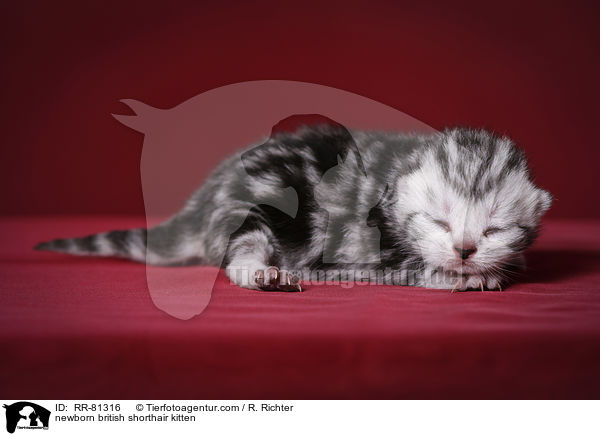 neugeborenes Britisch Kurzhaar Ktzchen / newborn british shorthair kitten / RR-81316