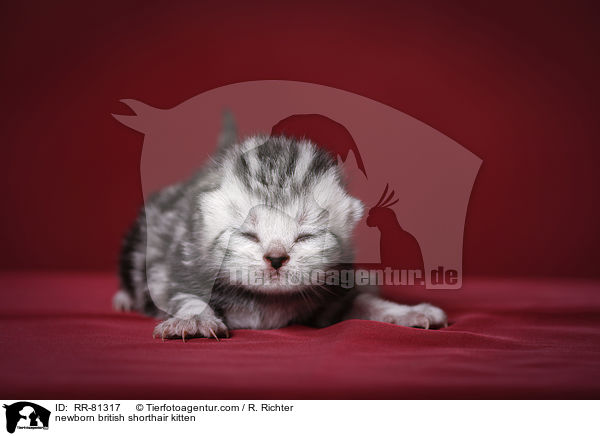 neugeborenes Britisch Kurzhaar Ktzchen / newborn british shorthair kitten / RR-81317
