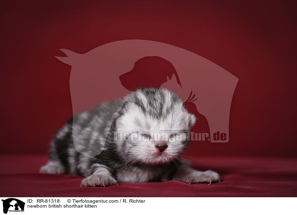 neugeborenes Britisch Kurzhaar Ktzchen / newborn british shorthair kitten / RR-81318