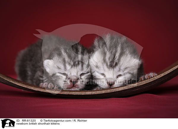 neugeborene Britisch Kurzhaar Ktzchen / newborn british shorthair kittens / RR-81320