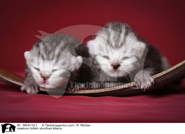 neugeborene Britisch Kurzhaar Ktzchen / newborn british shorthair kittens / RR-81321