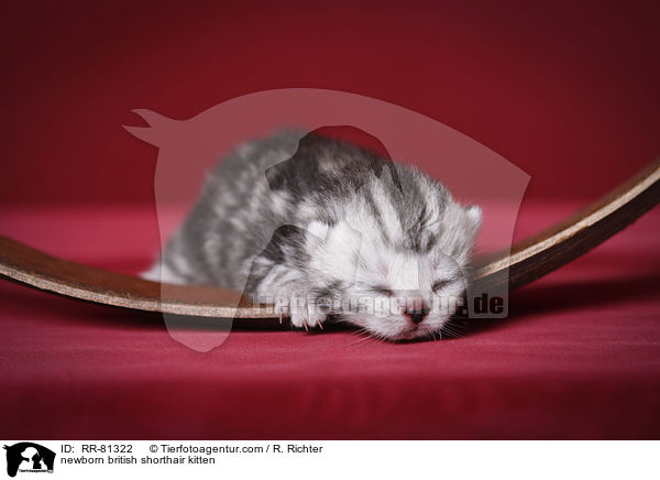 neugeborenes Britisch Kurzhaar Ktzchen / newborn british shorthair kitten / RR-81322