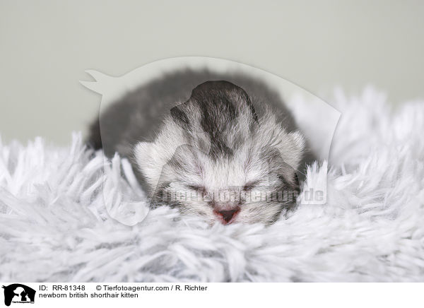 neugeborenes Britisch Kurzhaar Ktzchen / newborn british shorthair kitten / RR-81348