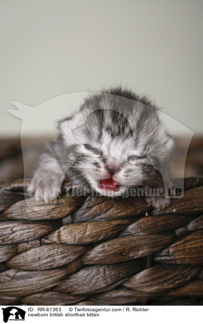neugeborenes Britisch Kurzhaar Ktzchen / newborn british shorthair kitten / RR-81363