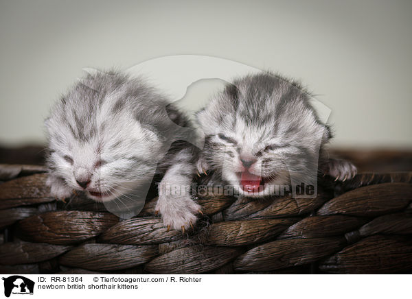 neugeborene Britisch Kurzhaar Ktzchen / newborn british shorthair kittens / RR-81364