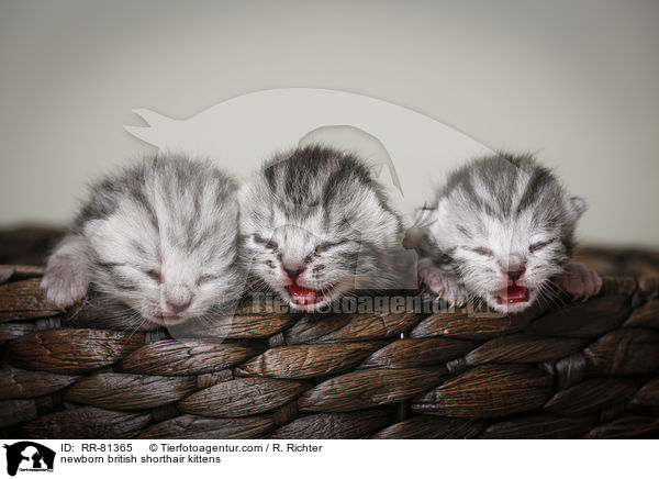 neugeborene Britisch Kurzhaar Ktzchen / newborn british shorthair kittens / RR-81365