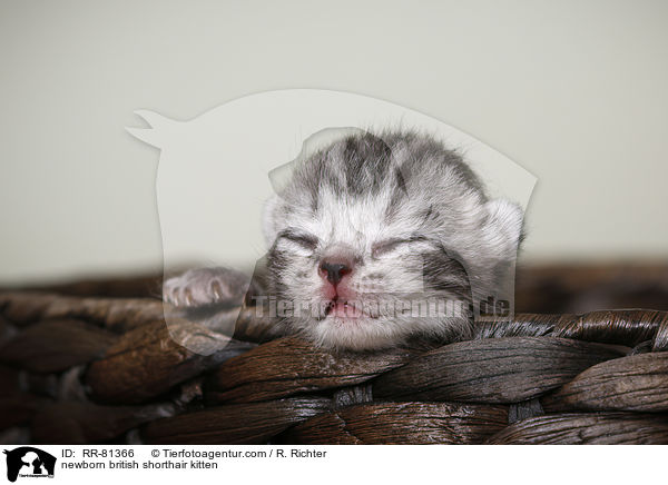 neugeborenes Britisch Kurzhaar Ktzchen / newborn british shorthair kitten / RR-81366