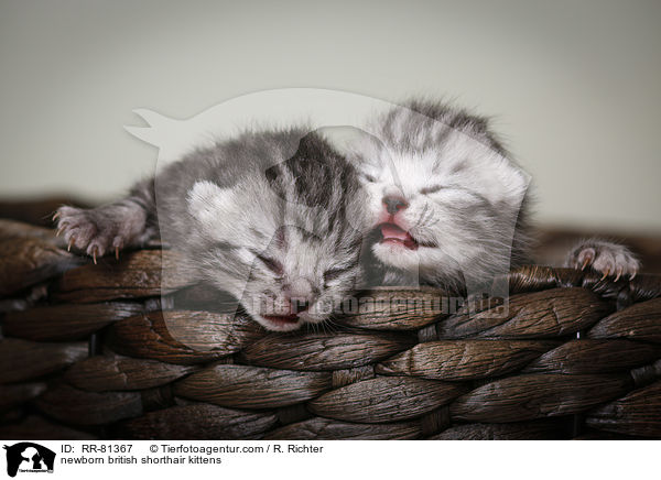 neugeborene Britisch Kurzhaar Ktzchen / newborn british shorthair kittens / RR-81367
