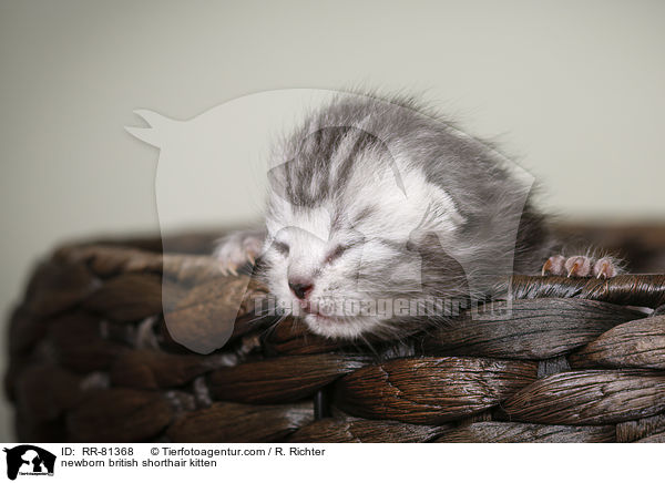 neugeborenes Britisch Kurzhaar Ktzchen / newborn british shorthair kitten / RR-81368