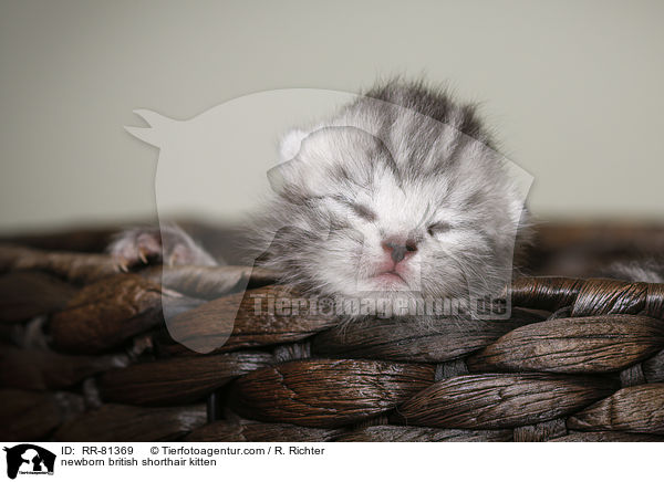 neugeborenes Britisch Kurzhaar Ktzchen / newborn british shorthair kitten / RR-81369