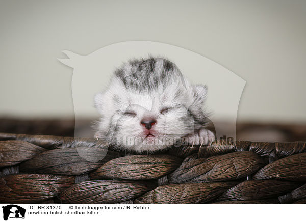 neugeborenes Britisch Kurzhaar Ktzchen / newborn british shorthair kitten / RR-81370
