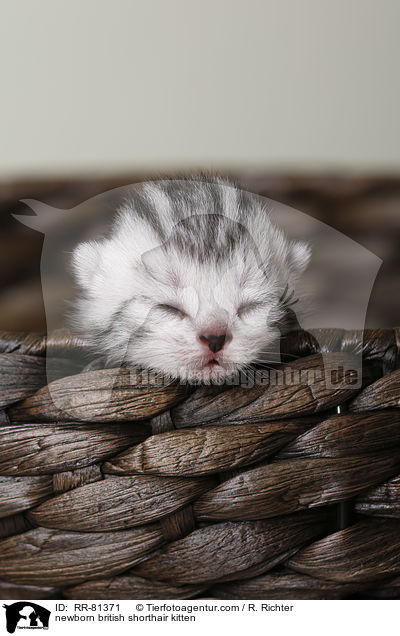 neugeborenes Britisch Kurzhaar Ktzchen / newborn british shorthair kitten / RR-81371