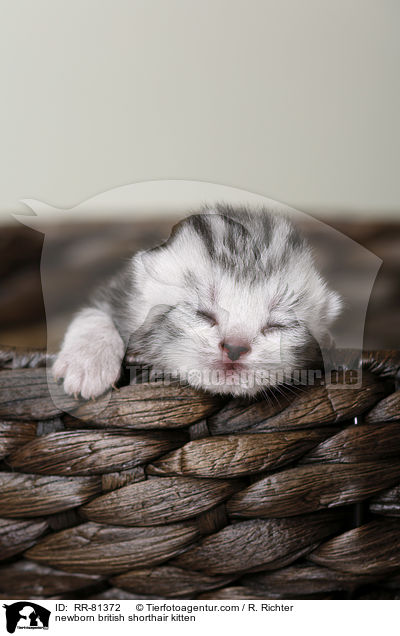 neugeborenes Britisch Kurzhaar Ktzchen / newborn british shorthair kitten / RR-81372