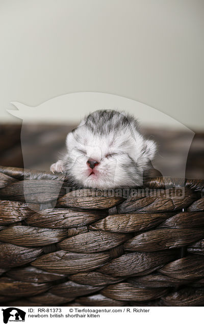 neugeborenes Britisch Kurzhaar Ktzchen / newborn british shorthair kitten / RR-81373