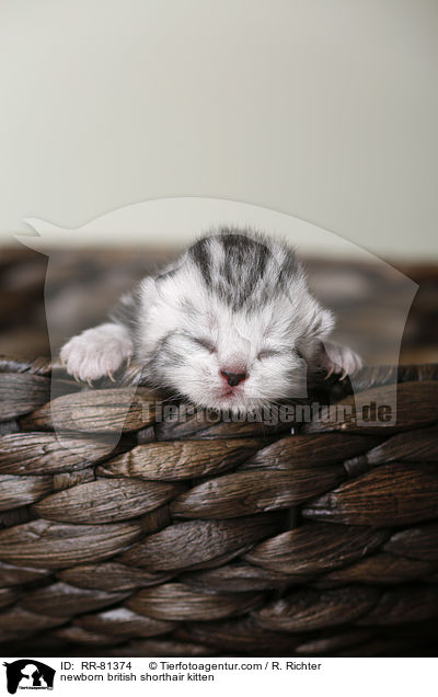 neugeborenes Britisch Kurzhaar Ktzchen / newborn british shorthair kitten / RR-81374