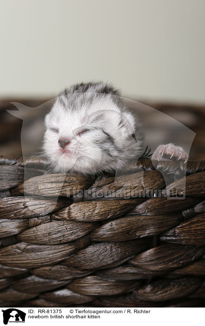 neugeborenes Britisch Kurzhaar Ktzchen / newborn british shorthair kitten / RR-81375